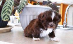 Shih Tzu puppies 7 weeks old AKC registeted. born february 10, 2014
$800.00-$1200.00 please call 585-689-3378