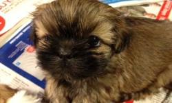 READY FOR CHRISTMAS!! Born September-Ready Thanksgiving weekend, but can be held longer! AKC SHIH TZU PUPS! Adorable and loving-they are constantly cuddled and very social-Being a firm believable that 2 dogs in a home are better than one, if you get 2