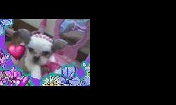 2 AKC Shih Tzu's born 9-2-12. Gorgeous brindle (white,beige,brown, black) with distinguished black markings. Sire and dam on premises. Both still remain with green eye'd flluctuation. One solid liver with teeney white star on chest, green eye'd