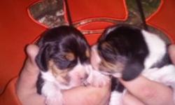 AKC Male Beagle pups. Sundown conformation bred crossed with foundation field champion lines. Make one of these guys your next stud dog, excellent breeding, hunting companion, possible AKC conformation show prospect. Or a super nice family companion.