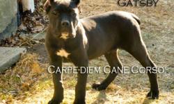 Hi
I Currently have an 14 week old , solid Black Male Cane Corso Puppy available. Gatsby has been wormed every two week since birth, UTD on shots. Gatsby has tail docked and has ears cropped. I'am a small hobby breeder located in Westchester, NY and have