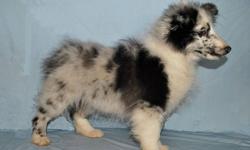 This blue merle puppy is of show quality. I would allow him to go to a show home to the right person. He would go with a full AKC registration and a a four generation pedigree. He has had his first CERF test done which is normal. Besides good looks, he