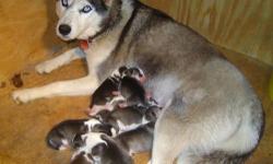Beautiful AKC registered Siberian Husky Puppies. We have females and males, black/white, gray/white, white, born/white, all have blue eyes. Both parents onsite. Puppies born Sept 29th and will be ready Nov 24th at 8 weeks old Puppies will have first set