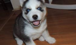 Selling three Siberian Husky puppies. They are 7 weeks old and will be ready to leave in one week. These puppies will come with their papers, first shots and a picture cd of their first 8 weeks. These puppies are raised in our home and are very sociable.