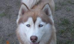 Beautiful Red & White Siberian Husky with blue eyes
4 years old Female needs a forever home.
Spayed, friendly, up to date with vaccinations, crate trained.
AKC registered
Email me if interested.