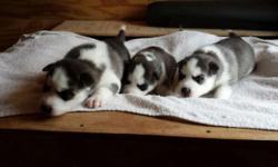 we have black/white and red/white siberian huskys they have blue eyes, akc papers, first shots, and deworm. they are pure breed will be ready to go after march 10 2014. If interested call or text me at 3157176699 to set up a time to see them.
