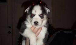 Siberian Husky Pup, Female,9 weeks old(reddish w/ white) for sale. AKC Registered!Vet checked with 1st shots and Dewormed.Both parents on premises! Call Rog or Cassie @315-786-1776(Watertown, NY) for more information!
