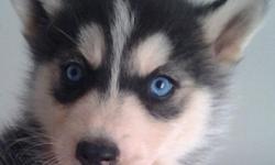 I have a AKC Siberian Husky male
Red & white w/blue eyes
Born on 1/21/12
UTD w/immunizations
AKC Registration papers available for an additional fee.
Moving and need to downsize. Hate to let him go.
Looking for a home where he will have room to run as