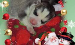 It's a very merry christmas in our home this year as my female Siberian Husky gave birth to 3 beautiful little puppies. The puppies do come with their first set of shots. They also come with their AKC registration papers and a picture cd of many many