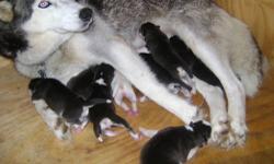 We will be having Siberian Huskies this upcoming spring in late may. They will be AKC registered, training started, up to date on all vaccines and veterinary care. Parents on site.
photos of previous litter.