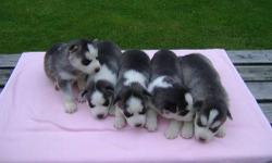 AKC Purebreed Siberian Husky Puppies. They are three weeks old. We have black and white, and pure white male and female pups. They will have first shots and will be dewormed, as well as AKC papers and leash. All have blue eyes. If you are interested text
