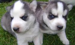We have two 2 female and four male AKC registered Siberian Huskies . They are black and white with blue eyes. They have their first shots and are dewormed. Both parents on site. Call or text if youd like to see them. They are ready to go. 315 717 6699 .