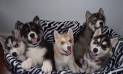 Please visit our website, mysiberianhusky.webs.com for more information. If interested in placing a deposit, please copy & paste the questionnaire from the "Contact Us" page into an email to us rartar(at)yahoo(dot)com with your responses.
Dakota & Kado's