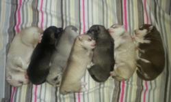 We have a litter of Siberian Husky puppies that were born February 10th, 2014 out of Dakota and Kado. There are 4 boys and 3 girls. There will be 2 or 3 puppies still available from this litter. Which puppies those are will be determined in the upcoming
