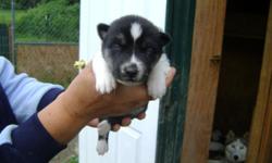 2 weeks old pure breed akc Siberian husky pups. they will be ready after September 27. they all have blue eyes and come with first shots,deworm, and papers. we have 4 female (3white and 1black/white) 4 male(3black/white and 1 brown/white). they will come