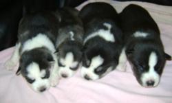 akc pure breed siberain husky pups they were born November 20 and will be ready after new years. they will have first shots and deworming with akc papers. we have 5 male and 4 female and they all have blue eyes. we accept 100 dollar deposits.you may set