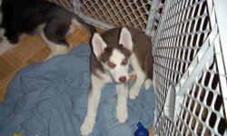 3 Purebred AKC registered Siberian Husky Puppies. 8 weeks old (on Sunday 1/6/2013). 2 Males (black and white and other is grey and white). 1 Female (red and white). The grey male has 1 blue eye and 1 parti eye - blue and brown, The other 2 pups have blue
