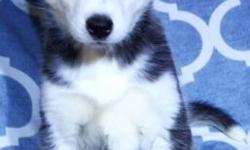 This little girl is a gorgeous jet black partially open faced blue eyed Siberian Husky named Citra who was born on December 10, 2014. She is the biggest lover and such a sweet heart. Shes just so cute and loves love. She has such s gorgeous face and a