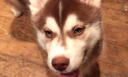 This little boy is a gorgeous dark copper Siberian Husky born December 10, 2015. Copper is an extremely hard color to find in the breed. Reyarp is absolutely adorable super affectionate and super goofy. He's just beautiful. He has the most stunning eyes