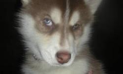 Beautiful Red & White Siberian Husky Female Puppy
One blue eye - one green eye
DOB- 01/27/2013
Vet checked, up to date with vaccinations & dewormed
AKC papers which guarantee you she is pure breed
Both parents on site
Ready to go to her forever home * =)