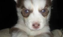 1 Red & White Boy Siberian Husky Puppy (DOB- Jan 27, 2013)
$800.00 Includes: 1st Vet check up, 1st set of Vaccination, 1st Deworming and AKC Registration papers.
Both parents on site, have both blue eyes and are AKC Certified.
Ready to go to new home by