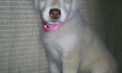 Out of a litter of 7 Siberian Husky puppies that were born February 10th, 2014 out of Dakota and Kado, we have one light red female available to a loving home. She has one blue eye and one eye that is mostly blue with done green on the bottom half. She