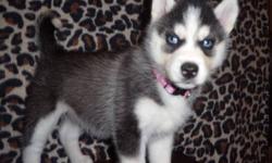 1 Pure White boy Siberian Husky Puppy (DOB- Jan 27, 2013)
$850.00 Includes: 1st Vet check up, 1st set of Vaccination, 1st Deworming and AKC Registration papers.
Both parents on site, have both blue eyes and are AKC Certified.
Ready to go to new home by