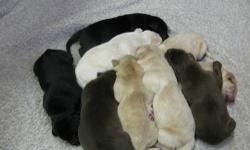 I have a black male and female, 2 yellow males and 1 white male available. They will be ready the first week in March with AKC papers, shots and worming. www.softmaplelabs.net