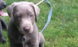 Light Silver Lab puppy for sale, AKC, Vet checked, dewclaws removed, wormed, 1st set of shots and raised with kids.
Visit us on Facebook: Ontario's Silver Mist Labradors