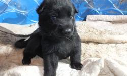 AKC solid black German shepherd puppies. Ready to go around August 10th..
Taking deposits now on these outstanding puppies. They will have their shots, de-wormings and a Veterinarian Heath Certificate.
All our dogs are family members. The pups are raised