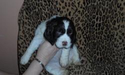 beautiful healthy puppies ready in march 11th 4 boys and 3 girls
1st shots and vet exam at 6 weeks will be done