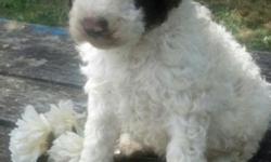 AKC MALE STANDARD POODLE PUPPIES READY JULY 30,2016. FAMILY RAISED, FIRST SET OF VAC'S,WORMINGS,HEALTH GUARANTEE, AKC PAPERWORK AND PUPPY STARTER BAG. PLEASE INQUIRE FOR ADDITIONAL INFO.