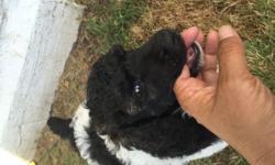 APPOLLO is a very pretty AKC Standard parti poodle. He is Black and white with a touch of brown on his head. Available to go home August 9th. He will be a good size standard. He was raised in my living and socialized with children and other pets. APPOLLO