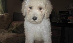 AKC STANDARD POODLE PUPPIES THEY MAKE A WONDERFUL ADDITION TO YOUR FAMILY BECAUSE THEY ARE NON SHEDDING AND HYPOALLERGENIC BUT MOST OF ALL THEY LOVE FAMILY LIFE AND CHILDREN . THEY ARE FAMILY RAISED AROUND CHILDREN AND OTHER ANIMALS WOULD PREFER A HOME