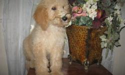 AKC STANDARD POODLE PUPPIES THEY MAKE A WONDERFUL ADDITION TO YOUR FAMILY BECAUSE THEY ARE NON SHEDDING AND HYPOALLERGENIC BUT MOST OF ALL THEY LOVE FAMILY LIFE AND CHILDREN . THEY ARE FAMILY RAISED AROUND CHILDREN AND OTHER ANIMALS WOULD PREFER A HOME