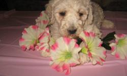 AKC STANDARD POODLE PUPPIES FEMALES AND MALES. THEY ARE FAMILY RAISED AROUND CHILDREN AND OTHER ANIMALS. WE COME VET CHECKED, FIRST SET OF VAC'S, WORMINGS, PUPPY PACK, AND AKC PAPERWORK. WE WILL BE AVAILABLE JUNE 24,2013 AND EXCEPTING DEPOSITS.PLEASE CALL