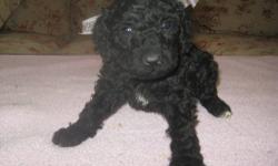 AKC STANDARD POODLE PUPPIES FAMILY RAISED AND SOCIALIZED WITH CHILDREN. THEY COME VET CHECKED, FIRST SET OF SHOTS, DEWORMINGS, PUPPY PACK DIAMOND PUPPY FOOD, SMALL PUPPY GUARANTEE, DOCKED TAILS, DEWCLAWS REMOVED, COPY OF PEDIGREE, AND AKC PAPERWORK. I AM