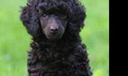AKC Standard Poodle Puppies, Born March 21, 2013. 2 Females, 1 Black & 1 Chocolate. Vet checked.
Randolph, NY, Tel 716-358-6017
