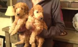 4 AKC standard poodle pups ready to go to their new homes April 6, 2015
Parents can be seen at www buffalopodles com
cflynn5 at roadrunner com
716-826-0395
$900 cash