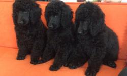 2 AKC STANDARD POODLE MALES
PARENTS AT WWW.BUFFALOPOODLES.COM
716-826-0395
900 for pet
1200 for full AKC breeding rights
CFLYNN5 AT ROADRUNNER COM