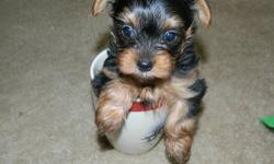 Tea cup tiny Yorkie dad weighs 3 pounds mom way 4 pounds. They are dark in color. Mom and dad are Blue and Gold. Please call 315-955-9833.