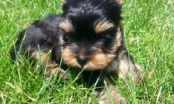 Hello. We have Teacup Yorkie boy, he will grow around 4lb, he is purebred and register with AKC, his dad is 4lb and mom 4.5lb both has AKC papers. He is very smart and playfull, from 5 weeks we teach him go outside for bathroom with his parents and he is