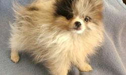 PARENTS OF THESE TINY MALE POM PUPPIES, FETA, EDAM AND COLBY ARE REGISTERED WITH AKC. DAD IS 4.5 LBS AND THE MOM IS 5 LBS. RAISED IN A LOVING SMOKE FREE HOME. THESE PUPPIES ARE WELL SOCIALIZED, PAPER TRAINED AND COME WORMED WITH 3 SHOTS AND VET EXAM.