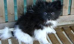 PARENTS OF THESE BOYS ODIN AND RAGNAR ARE BOTH AKC REGISTERED POMERANIANS. RAGNAR IS BLACK AND WILL BE APPROX 7 LBS GROWN AND IS $400. ODIN IS A BLACK/WHITE PARTI AND WILL BE ABOUT 4-5 LBS AT MATURITY AND IS $500. BOTH ARE VERY LOVING, HEALTHY BOYS WITH
