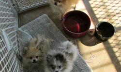 Tiny AKC boy pom babies. Most will end up 3-6 lbs at maturity. Raised with loads of TLC in my home. Very affectionate, sweet natured little guys in various coat colors.Parents are here for you to see and are our family pets. Will have age appropriate