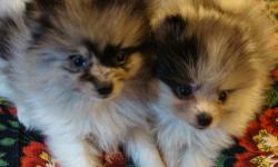 TINY AKC POM PUPPIES FAMILY RAISED WITH LOTS OF TLC IN A NON-SMOKING HOME. WILL BE WORMED AND COME WITH FIRST SHOTS/VET EXAM. EATING SUPER PREMIUM HOLISTIC PUPPY FOOD. VERY SOCIALISED. VARIOUS COLORS.PARENTS ARE 5 LBS. FEMALES ARE $700.PLEASE CALL ANNIE