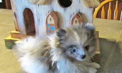 AKC TINY MALE POMS. VARIOUS COAT COLORS AVAILABLE. SABLE, PARTI,RED, BLUE MERLE. PUPPIES ARE PRICED INDIVIDUALLY DEPENDING ON SIZE, COAT COLOR AND FULL/ LIMITED REGISTRATION. PARENTS ARE HEALTHY, BELOVED FAMILY PETS. PUPPIES COME WORMED,WELL SOCIALIZED
