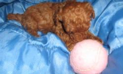 Tiny toy red poodle female. She weighs 11 oz at 4 weeks puts her at about 3 to 3.5 lbs as an adult. She is by far one of the smallest puppies i have had born here. She is Akc will be vaccinated wormed and vet checked. Ready April 20th