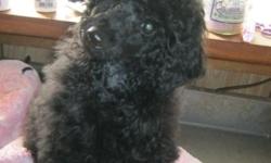 One black female toy poodle puppy still available. Born October 15, 2013, ready to go home Vet checked and well socialized.. Sorry, I am unable to offer shipping at this time. You must plan on coming to pick up your puppy or make arrangements to meet me