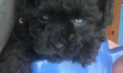 3 AKC Toy poodle puppies. 1 black male 400.00 and 2 blue females 500.00 one female is REALLY small. Mom is an 8 lb blue and dad is a five lb chocolate. 2 year health guarantee. Puppies will be vaccinated wormed and come with a puppy care pack. They were